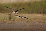 _MG_6741 Black Skimmer.jpg