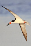 _MG_6755 Black Skimmer.jpg