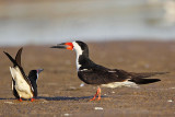 _MG_6834 Black Skimmer.jpg