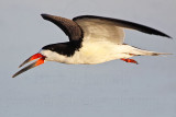 _MG_6882 Black Skimmer.jpg