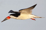 _MG_6883 Black Skimmer.jpg