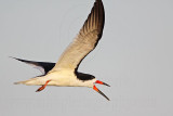 _MG_7134 Black Skimmer.jpg