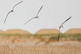 _MG_7237 Black Skimmer.jpg