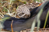 _MG_3036 Western Diamondback Rattlesnake & Red-winged Blackbird.jpg