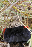 _MG_3443 Western Diamondback Rattlesnake & Red-winged Blackbird.jpg