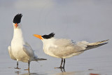 Royal Tern.jpg