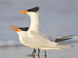 Royal Tern.jpg