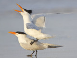 Royal Tern.jpg