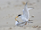 _MG_4098 Least Tern.jpg