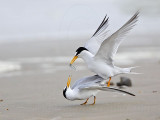 _MG_4214 Least Tern.jpg