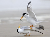 _MG_4215 Least Tern.jpg