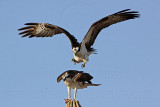 _MG_2938 Osprey.jpg
