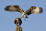_MG_2971 Osprey.jpg