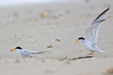 _MG_4104 Least Tern.jpg