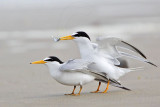 _MG_4209 Least Tern.jpg