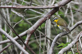 _MG_8318 Yellow-breasted Chat.jpg