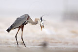 _MG_3731 Great Blue Heron.jpg