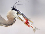 _MG_3817crop Great Blue Heron.jpg