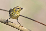 _MG_7273 Cape May Warbler.jpg