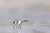 _MG_6008 Sanderling.jpg
