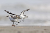 _MG_2359 Sanderling.jpg