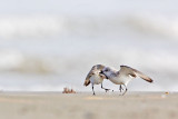 _MG_2360 Sanderling.jpg