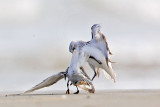 _MG_2362 Sanderling.jpg