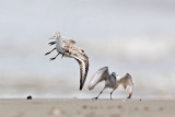 _MG_2368 Sanderling.jpg