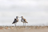 _MG_2440 Sanderling.jpg