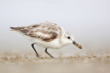 _MG_3960 Sanderling.jpg