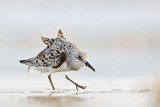 _MG_3418 Sanderling.jpg