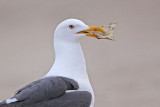 _MG_2691 Yellow-footed Gull.jpg