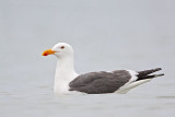 _MG_2860 Yellow-footed Gull.jpg