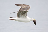 _MG_3706 Yellow-footed Gull.jpg