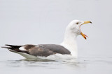 _MG_3878 Yellow-footed Gull.jpg