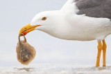 _MG_4386cc Yellow-footed Gull.jpg