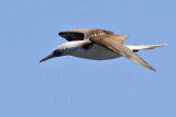 _MG_1137 Blue-footed Booby.jpg