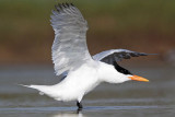 _MG_1199 Royal Tern.jpg