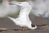 _MG_0890 Common Tern.jpg