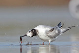 _MG_1136 Common Tern.jpg