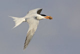 _MG_1502 Royal Tern.jpg