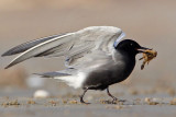 _MG_2312 Black Tern.jpg