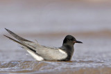 _MG_0983 Black Tern.jpg