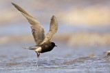 _MG_2869 Black Tern.jpg