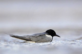_MG_2904 Black Tern.jpg