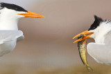 _MG_3004crop2 Royal Tern.jpg