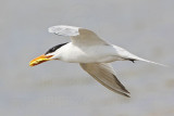 _MG_5365 Royal Tern.jpg