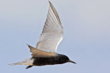 _MG_5747 Black Tern.jpg