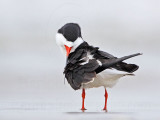 _MG_7146 Black Skimmer.jpg