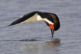 _MG_0184 Black Skimmer.jpg